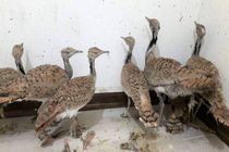 کشف ۳۰ قطعه هوبره از قاچاقچیان حیات وحش در جاسک