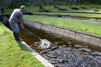 تولید سالانه 4400 تن ماهی در بابلسر