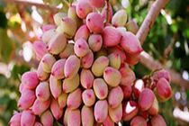 ۱۳۷ میلیون دلار پسته در نیمه نخست سال جاری صادر شد