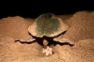 سواحل شیب دارز قشم در انتظار تولد 2500 لاک پشت پوزه عقابی