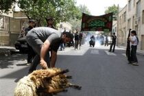 ۷۸ گروه دامپزشکی بر ذبح دام‌های قربانی تاسوعا و عاشورا در آذربایجان شرقی نظارت می‌کنند