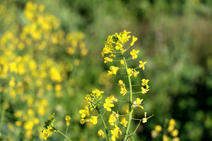 خرید تضمینی کلزا در استان گلستان