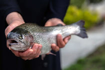 ماهی قزل‌آلا هورمونی نیست / صدور شناسنامه برای ماهی ها