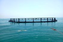 تولید بیش از ۷۵ هزار تن ماهی گرمابی در خوزستان محقق شد