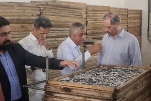قشم یکی از ظرفیت های مهم شیلاتی کشور است