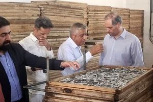 قشم یکی از ظرفیت های مهم شیلاتی کشور است