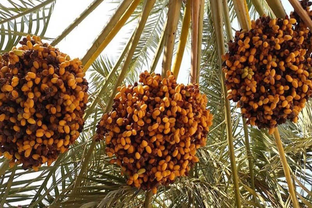 برداشت خرما