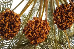 ارتقای کیفیت و بسته بندی زمینه را برای صادارت خرما فراهم می‌کند