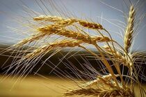 کسب جایگاه سوم آذربایجان شرقی در کشور در زمینه سطح کاشت گندم