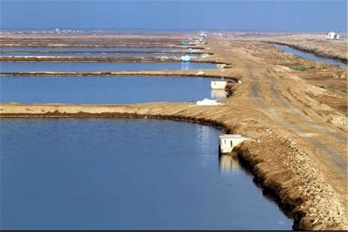 سایت پرورش میگو