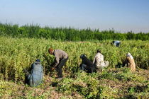 توصیه‌های هواشناسی کشاورزی برای روزهای ابتدایی خرداد