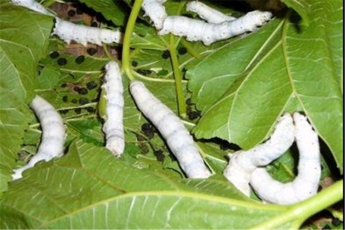 صنعت نوغانداری