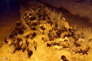 لحظه زیبای پناه گرفتن یک چوپان و گله‌اش از باران شدید زیر صخره‌ها + فیلم