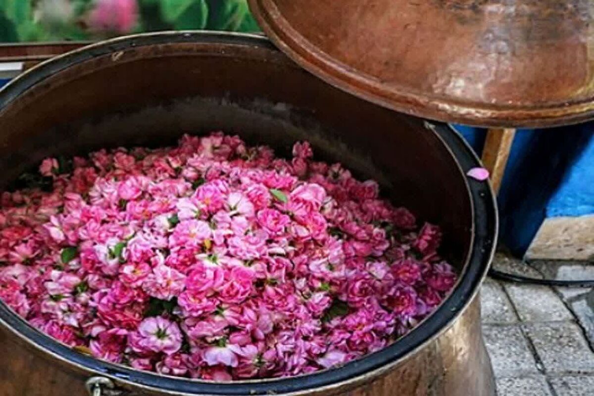 گل محمدی