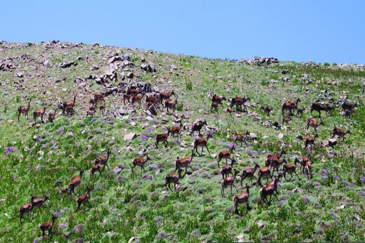 فصل گاوبانکی و مستی مرال ها در مازندران