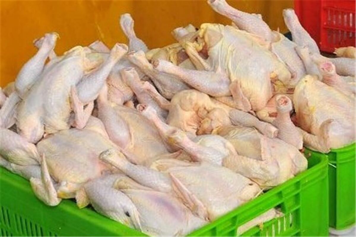 کاهش سایز مرغ