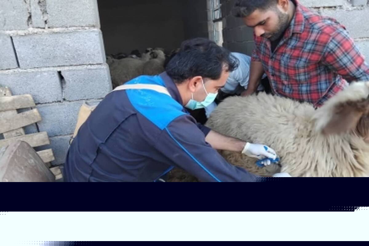 واکسیناسیون دام