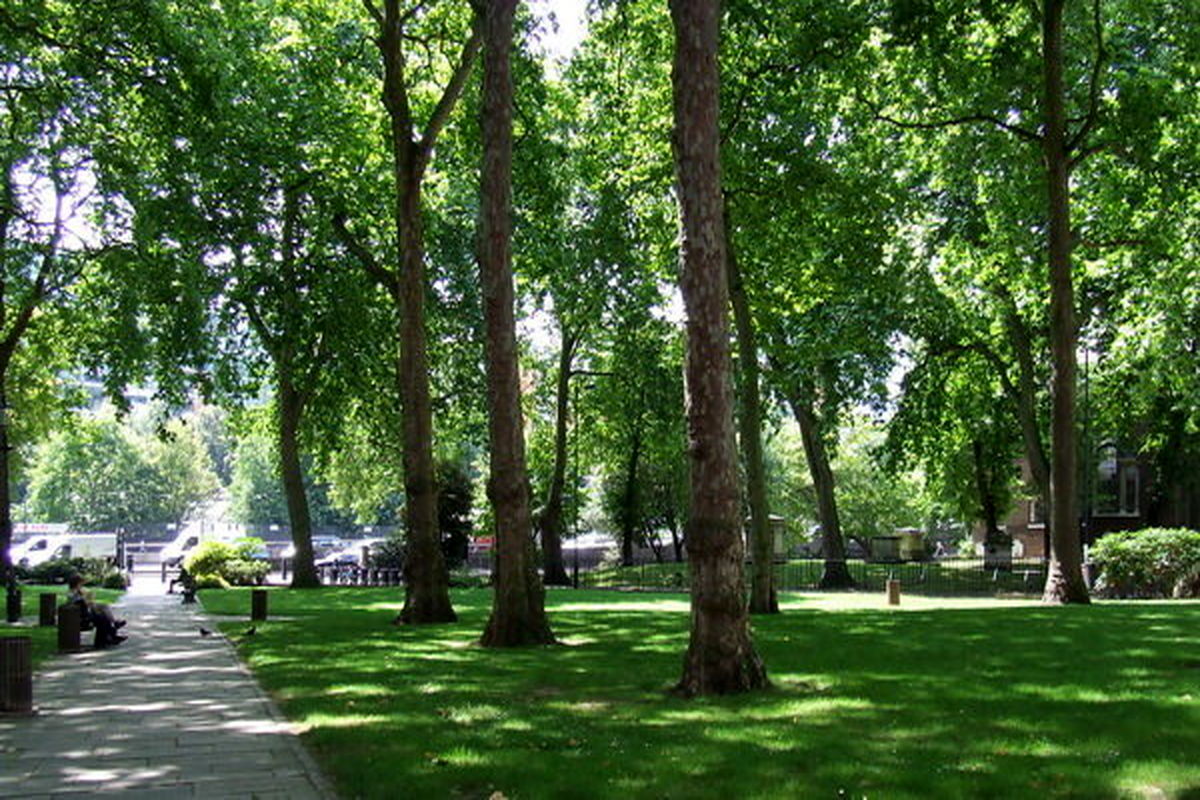 درخت چندساله اصفهان