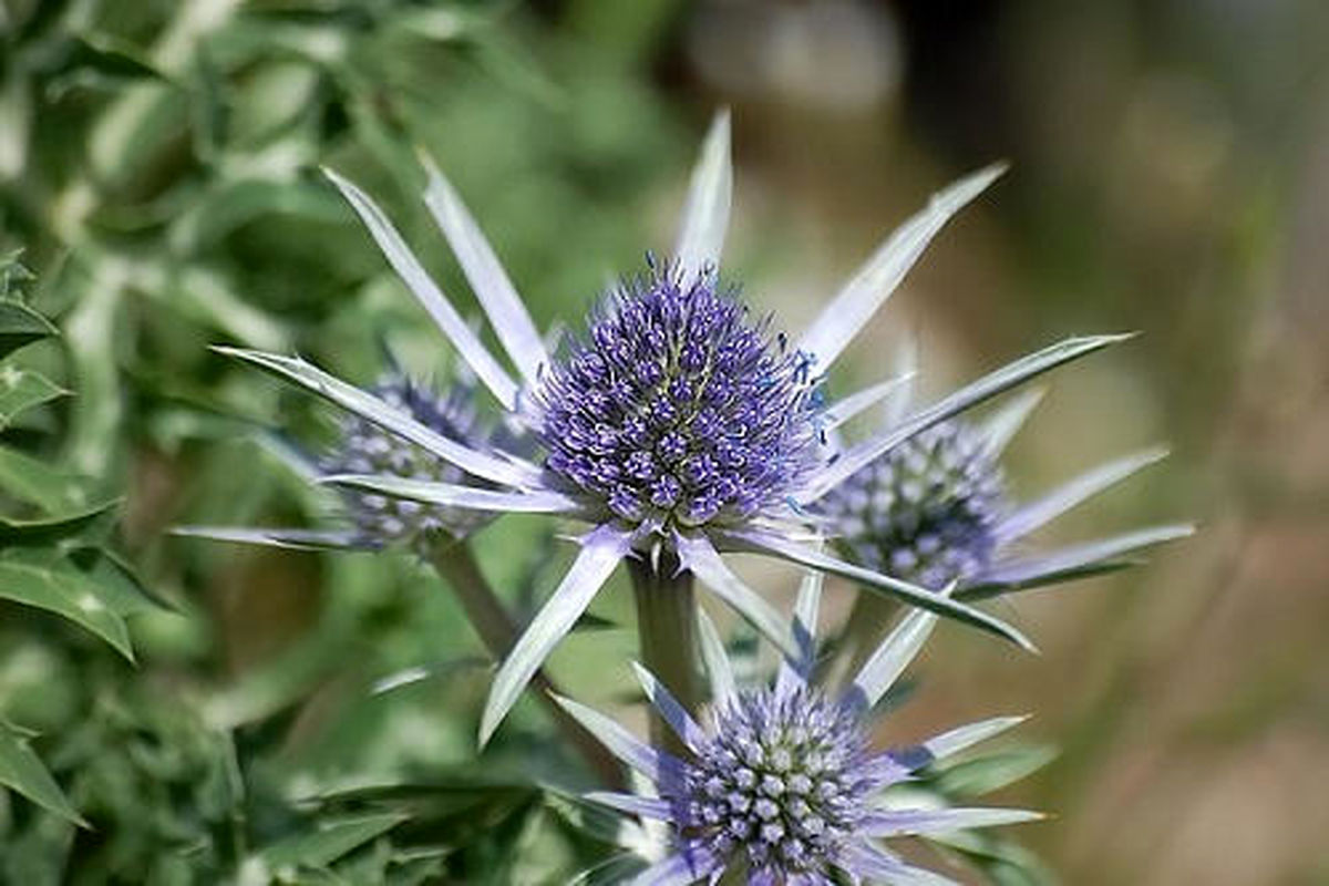 عرق بوقناق3