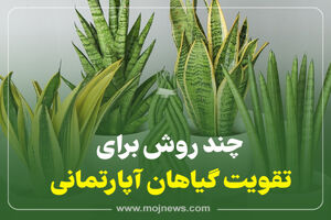 اینفوگرافیک/چند روش برای تقویت گیاهان آپارتمان