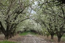 باغ سیب کرج برای همیشه سبز باقی می‌ماند