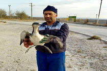 زنده گیری پرنده غواص گلوسیاه در نیشابور