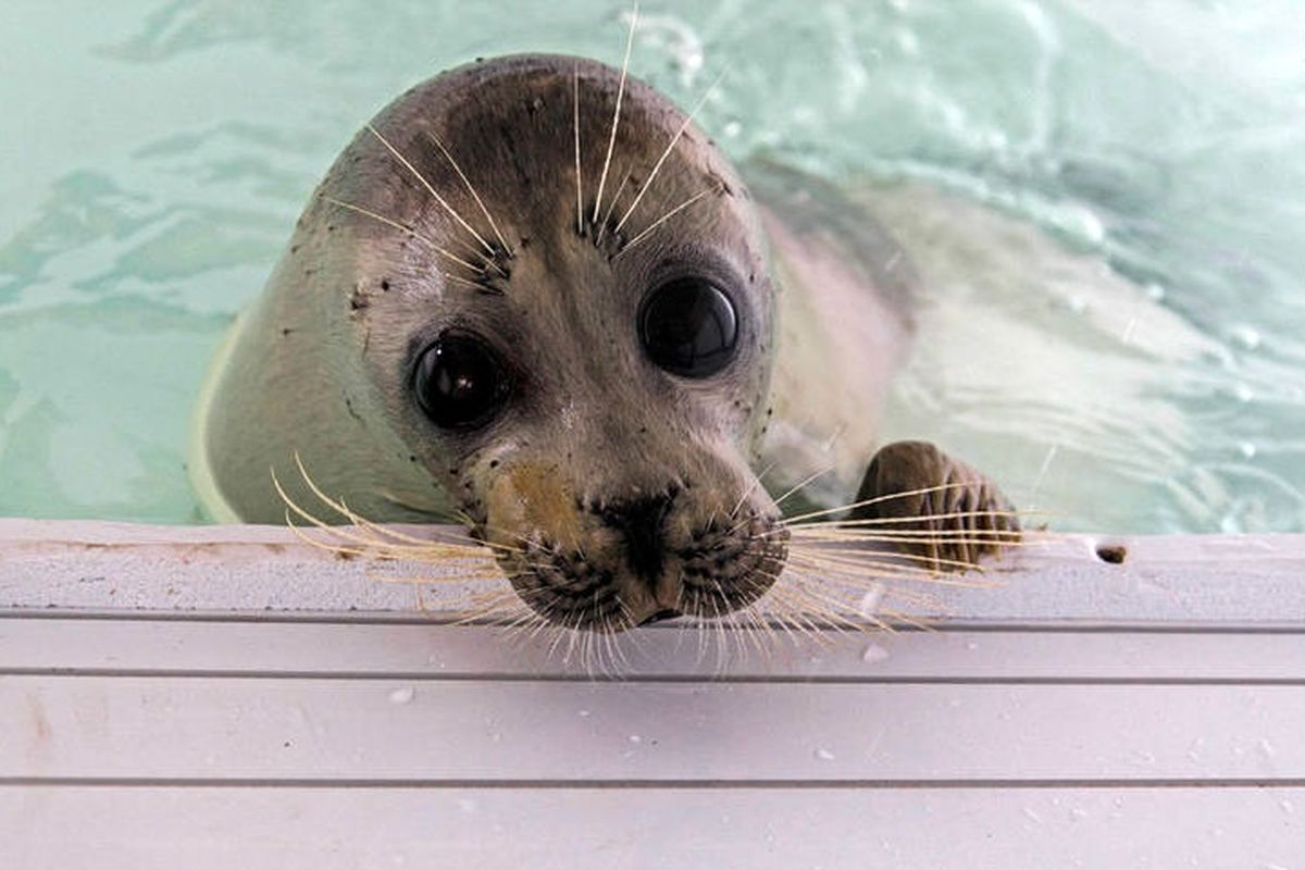 کاهش جمعیت فک خزری