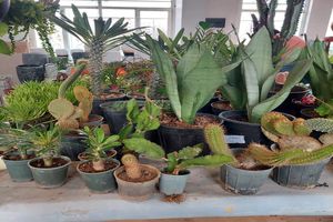 نمایشگاه گل و گیاه، صنایع دستی و سوغات در اهواز برپا می شود 