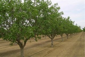 توسعه باغ‌ها و کشت گیاهان دارویی در اراضی شیب‌دار