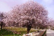 شهر دژ کرد اقلید؛ میزبان جشنواره شکوفه‌های بادام