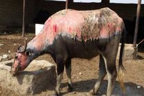 گاومیش های تشنه هویزه با آتش سوزی هورالعظیم  پوست برداشتند