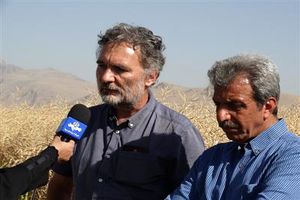 کیفیت برخی از مزارع کلزای کرمانشاه با مزارع اروپایی برابری می‌کند