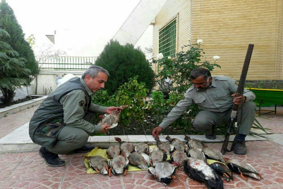 دستگیری شکارچی غیر مجاز ۱۷مرغابی سرسبز