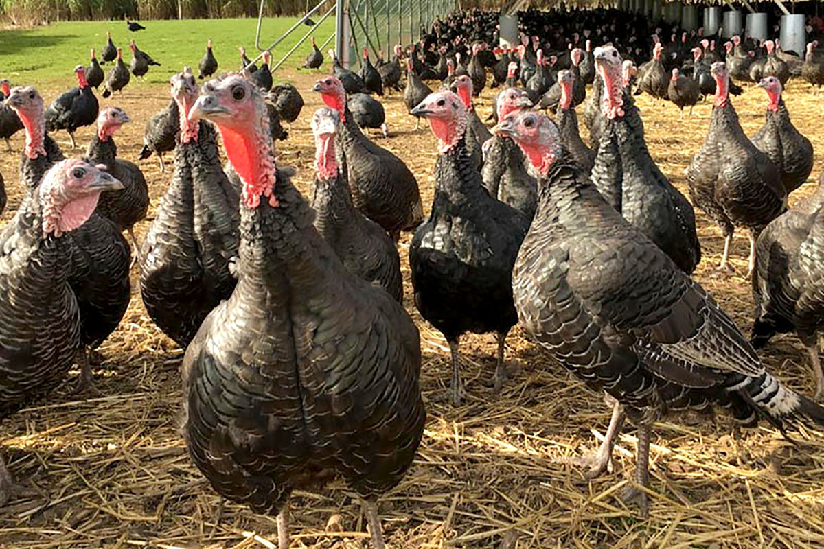 پرورش بوقلمون