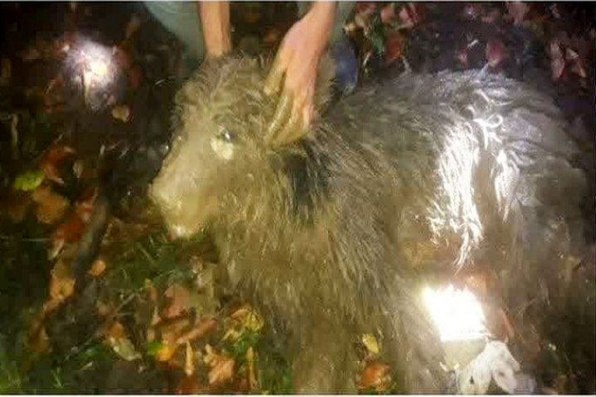 محیط زیست مازندران