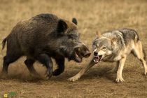 تصاویر نادر از شکار گراز توسط گرگ‌ها در مازندران + فیلم