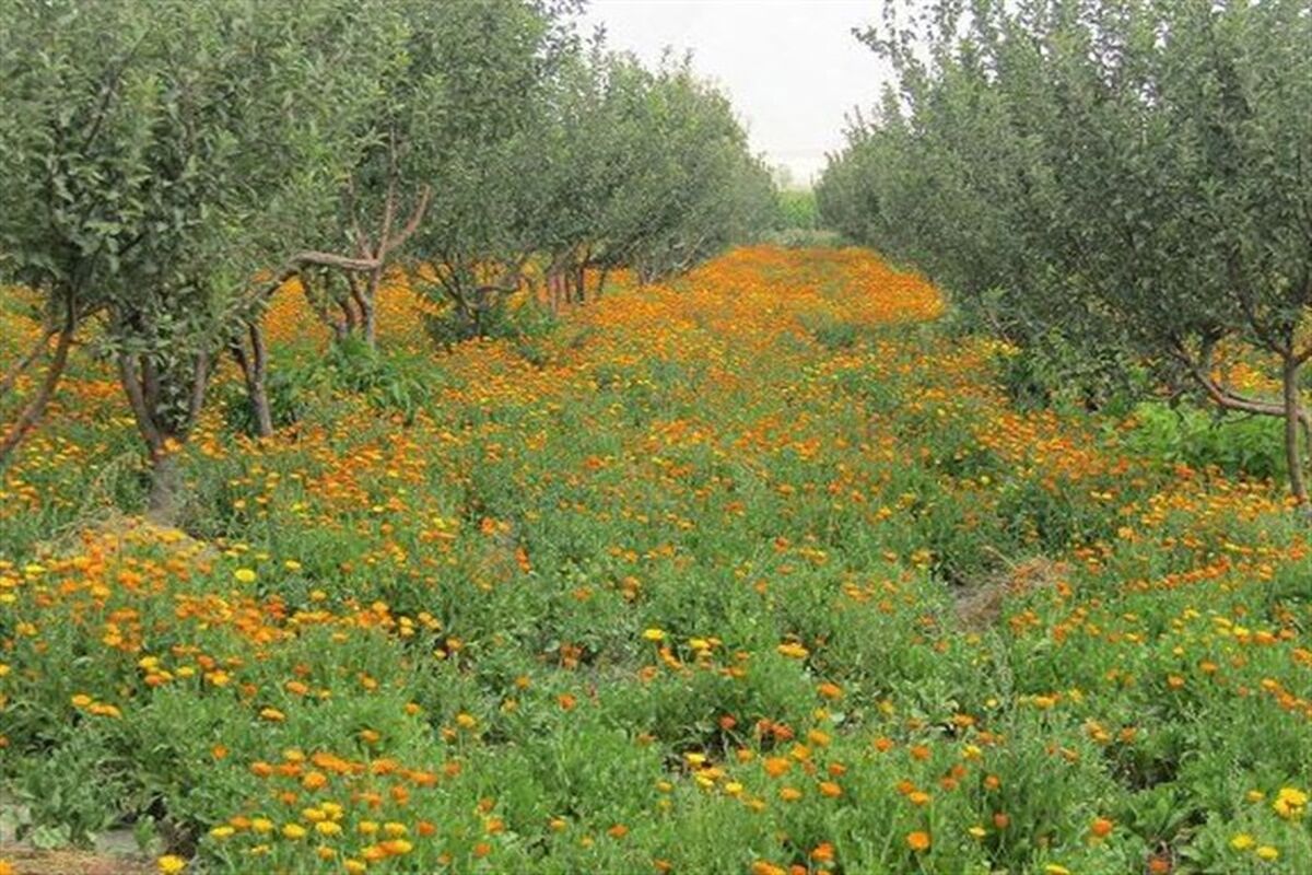 اصفهان- کشت گیاهان دارویی