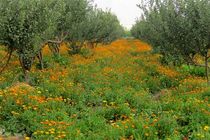 آغاز کشت گیاهان دارویی در استان اصفهان