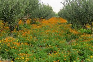 آغاز کشت گیاهان دارویی در استان اصفهان