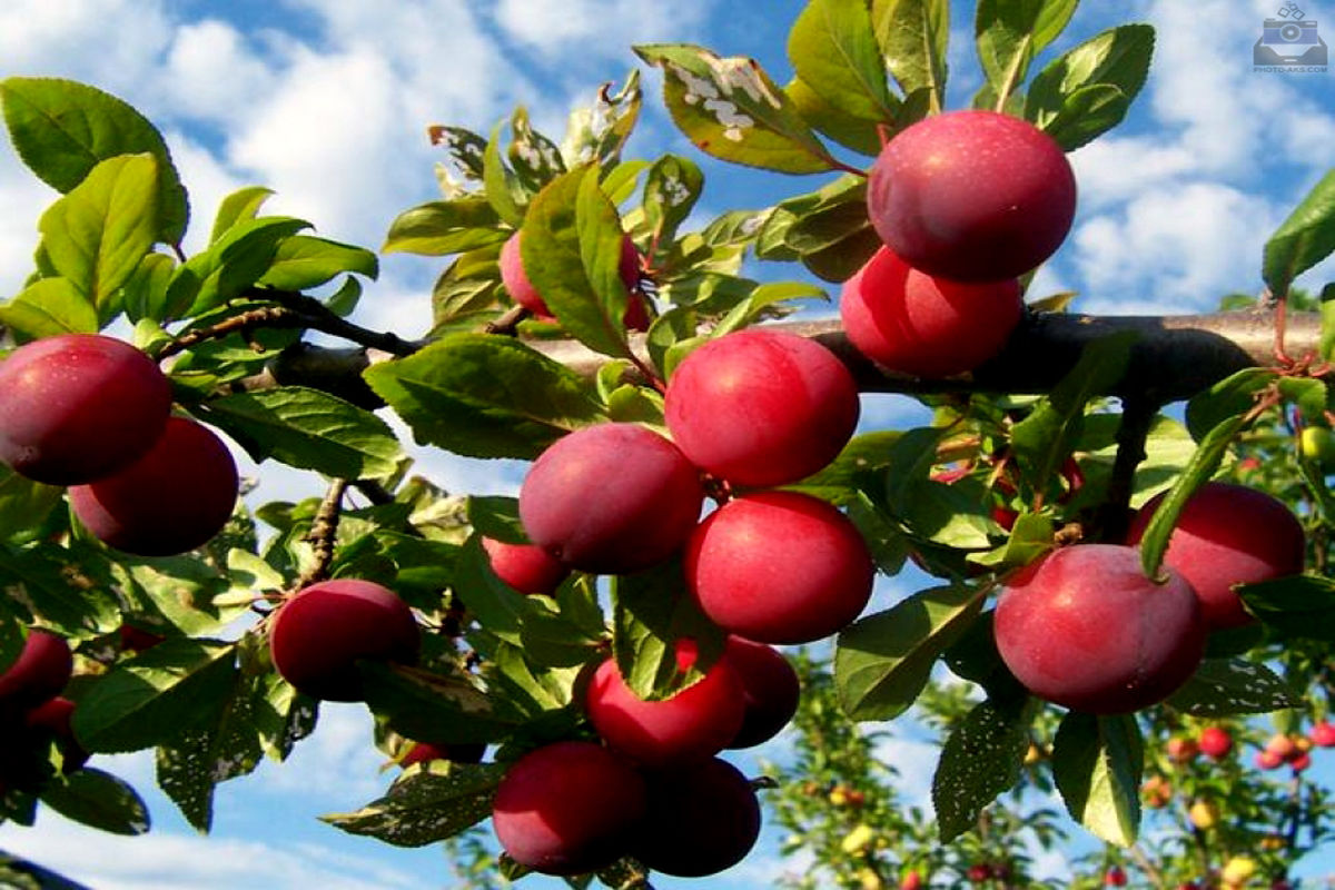 اصفهان- نهال