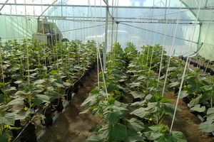 گسترش کشت گلخانه‌ای از اولویت‌ های جهاد کشاورزی ورامین