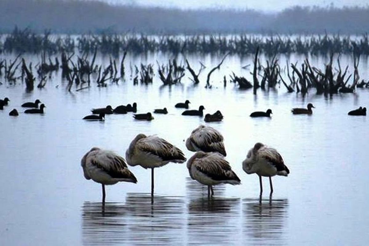 تالاب میانکاله