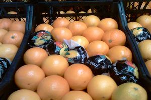 پرتقال های مصری هم در کارتون های ایرانی عرضه می شود؟