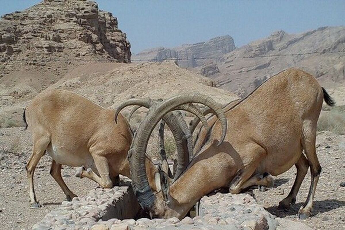 رییس حفاظت محیط زیست شهرستان اراک