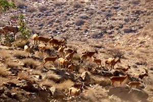 اجرای سرشماری حیات‌وحش در پارک ملی بختگان فارس 