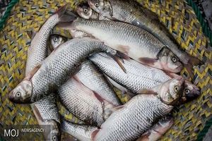 ۶۷ شرکت دانش بنیان در حوزه شیلات در کشور فعال است