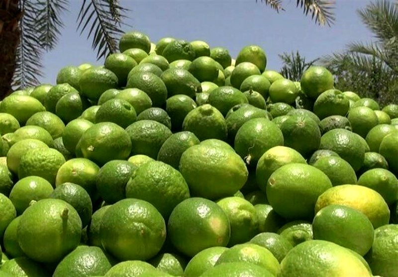 برداشت لیمو ترش از باغهای توکهور وهشتبندی آغاز شد