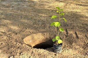 آغاز طرح سراسری کاشت نهال در آران و بیدگل