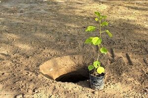 آغاز طرح سراسری کاشت نهال در آران و بیدگل