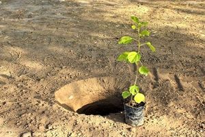 آغاز طرح سراسری کاشت نهال در آران و بیدگل